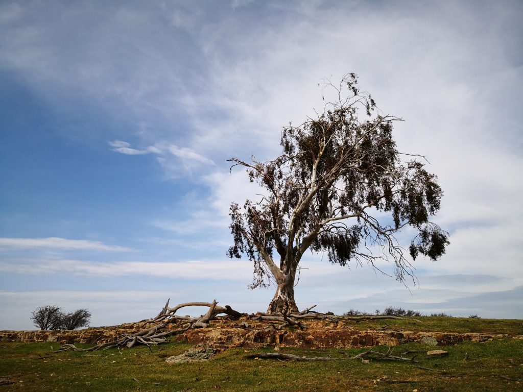 A tree on a sandstone reef on a hill at the northern entrance to Ross