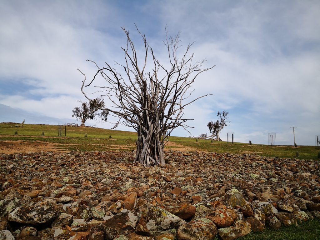 Hearth living sculpture. Ross Tasmania Australia