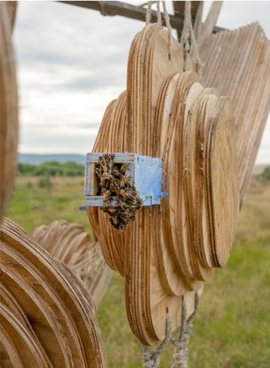 bees swarming in the species hotel at Ross Tasmania