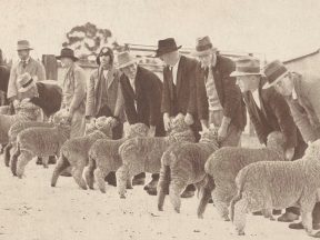 Historical image of Merino ewe lambs